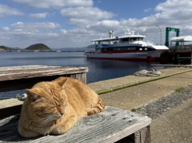 福岡の猫の聖地『相島』|フェリーで20分で行けるにゃんこスポットは絶対に行くべきですよっ